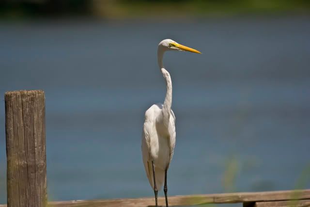 Great_Egret2.jpg