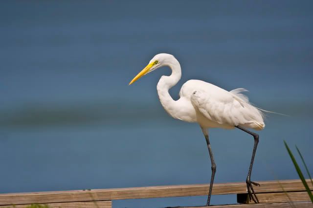 Great_Egret5.jpg