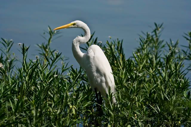 Great_Egret8.jpg