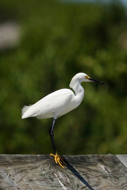 Snowy_Egret1a.jpg