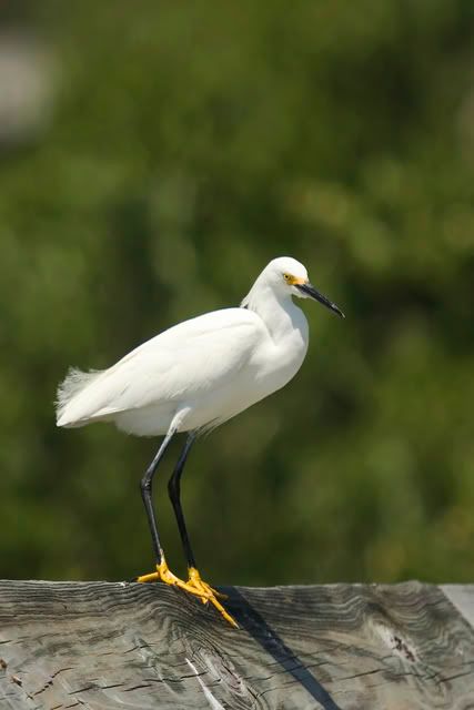 Snowy_Egret2a.jpg