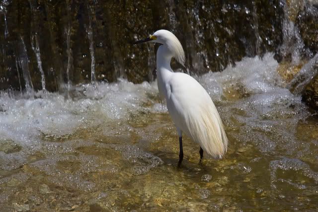 Snowy_egret.jpg