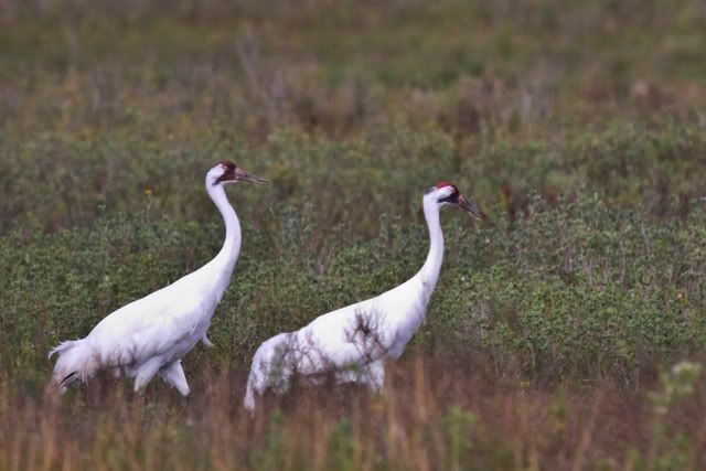 WhoopingCrane13-1.jpg