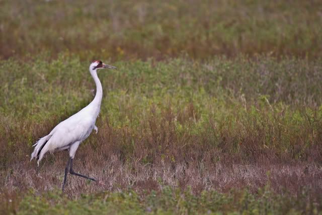 WhoopingCrane14.jpg