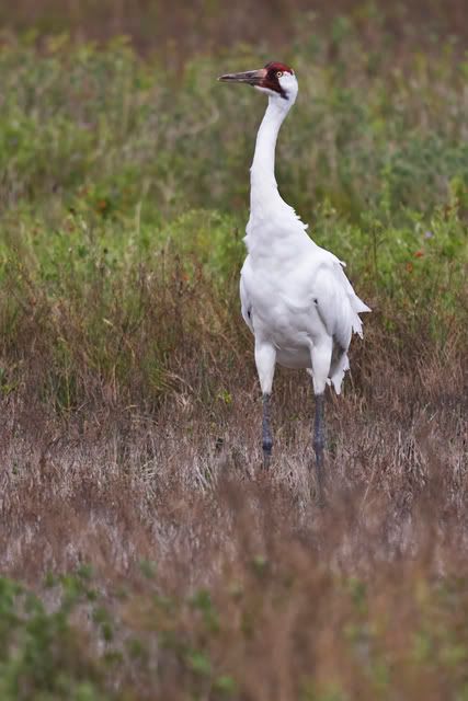 WhoopingCrane16.jpg