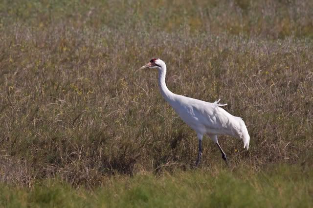 WhoopingCrane25.jpg