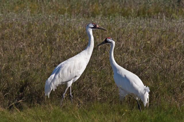 WhoopingCrane29.jpg