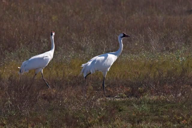 WhoopingCrane48.jpg