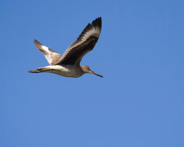 Willet_bif.jpg