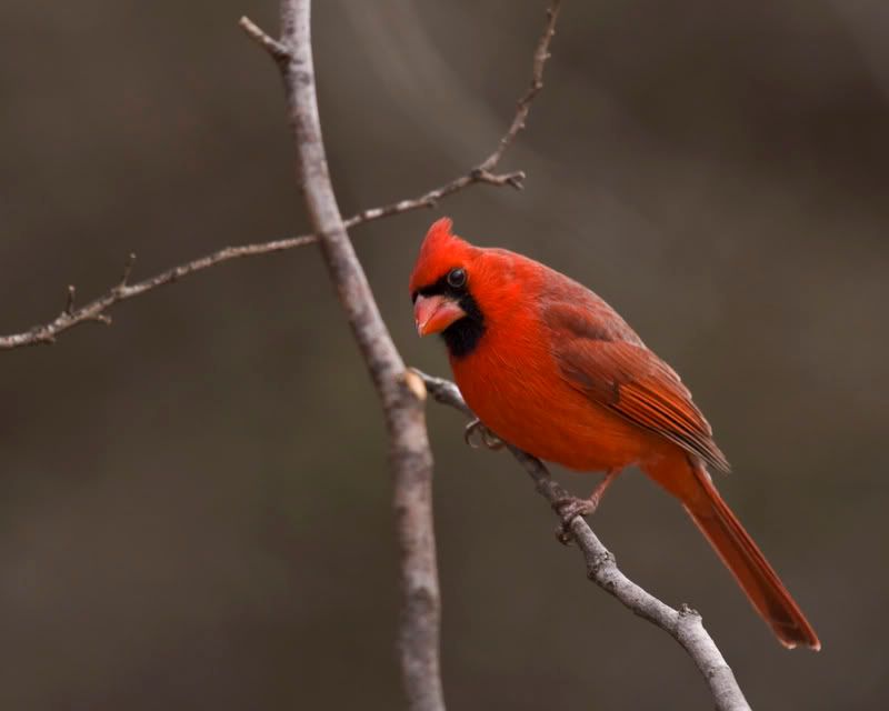 Cardinal1FennesseyRanch-1.jpg