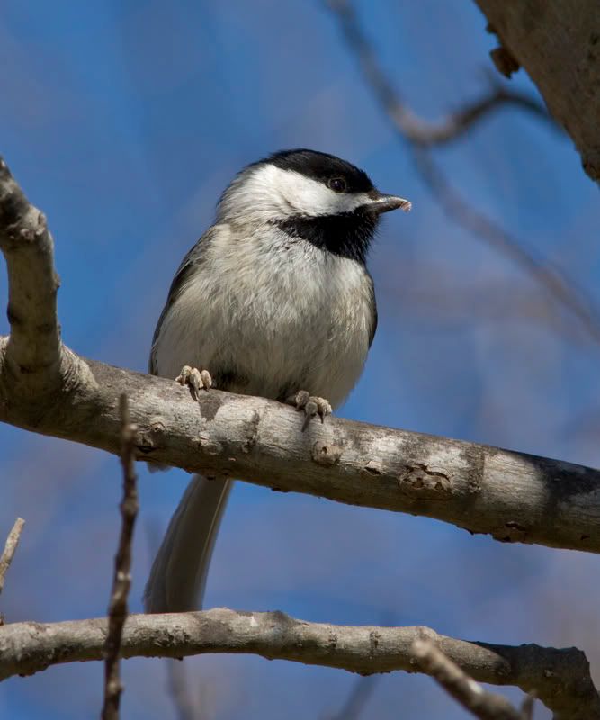 Chickadee3.jpg