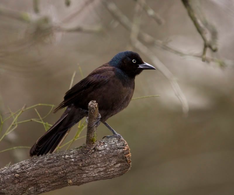 CommonGrackle3FennesseyRanch.jpg