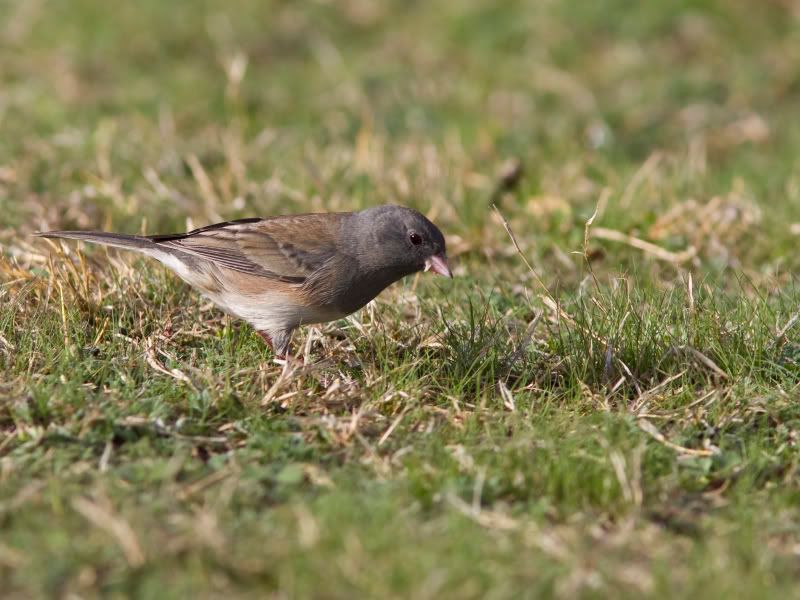 DarkEyedJunco7.jpg