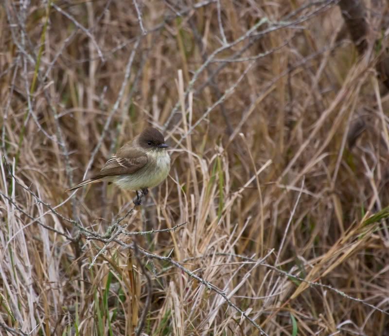 EasternPhoebe1FennesseyRanch.jpg