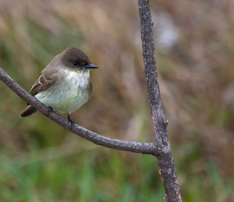 EasternPhoebe2FennesseyRanch.jpg