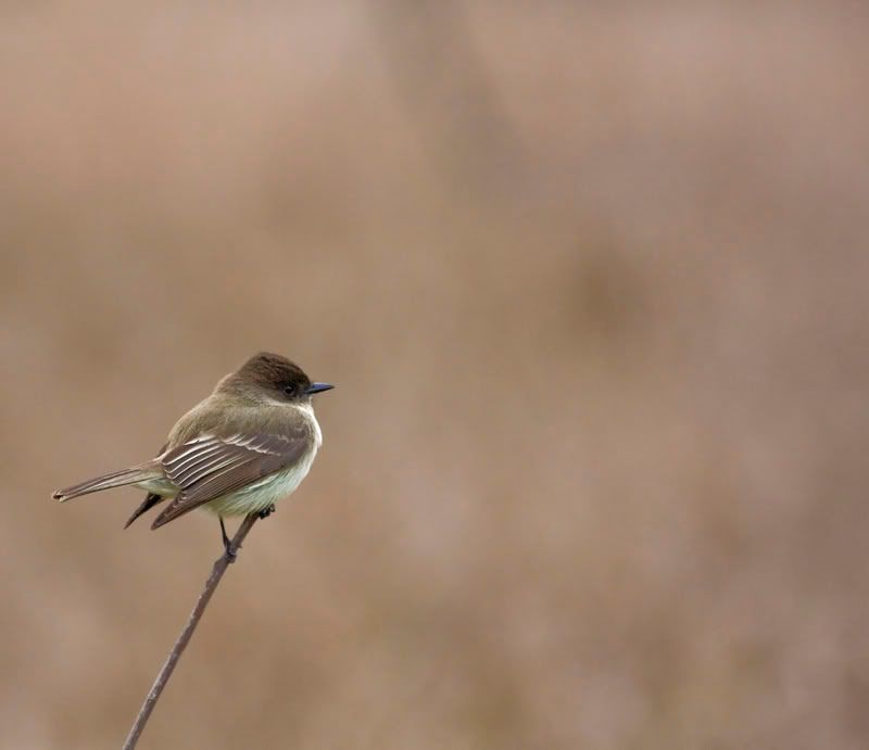 EasternPhoebe3FennesseyRanch.jpg