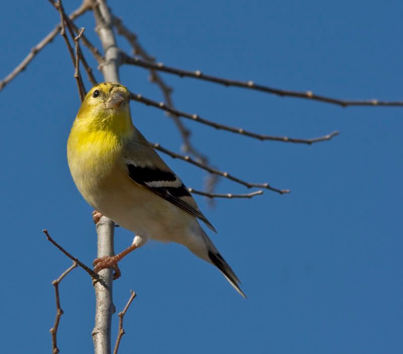 Goldfinch1.jpg