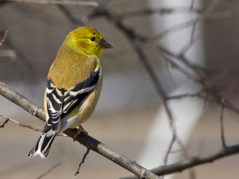 Goldfinch1_1.jpg