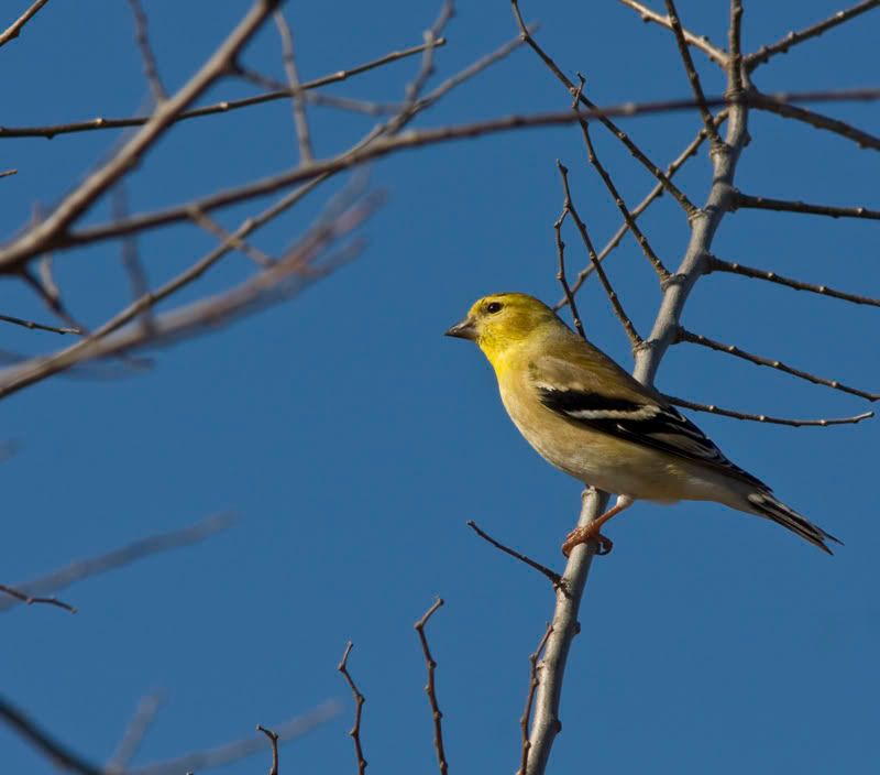 Goldfinch2.jpg