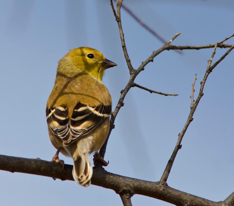 Goldfinch2inHackberry.jpg