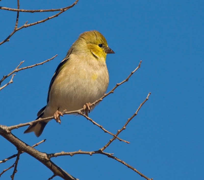 Goldfinch3inHackberry.jpg