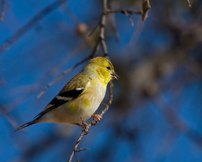 Goldfinch4Yard.jpg