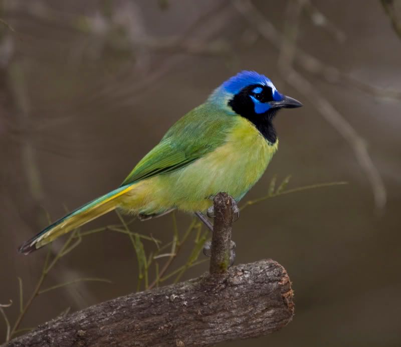 GreenJay2FennesseyRanch.jpg