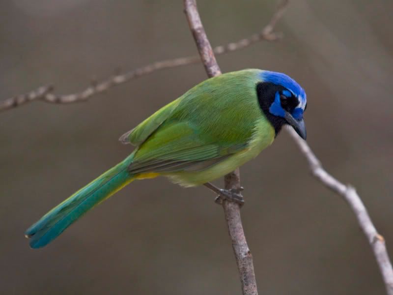 GreenJay5FennesseyRanch.jpg