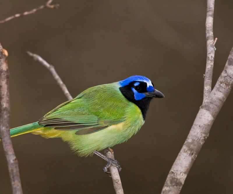 GreenJay8FennesseyRanch.jpg