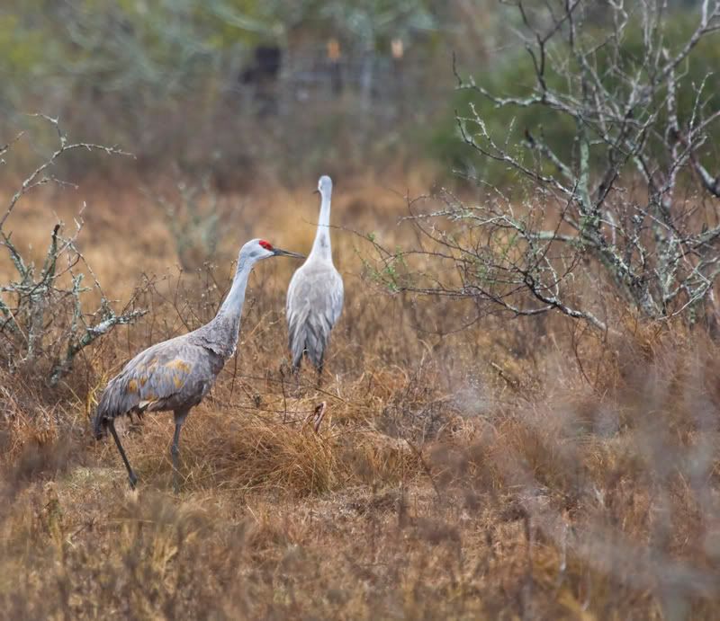 SandhillCranes3.jpg