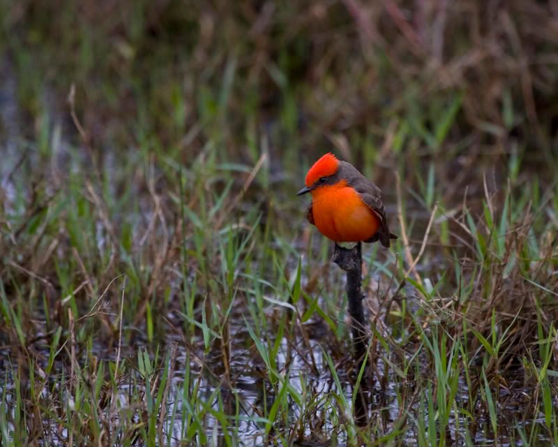 VermilionFlycatcher2FennesseyRanch.jpg