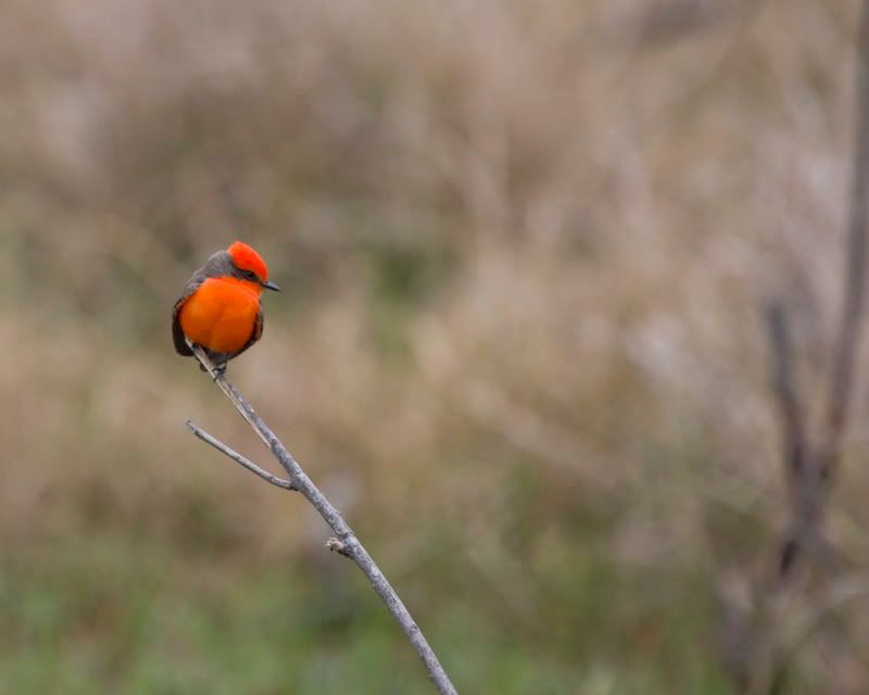 VermilionFlycatcher8FennesseyRanch.jpg