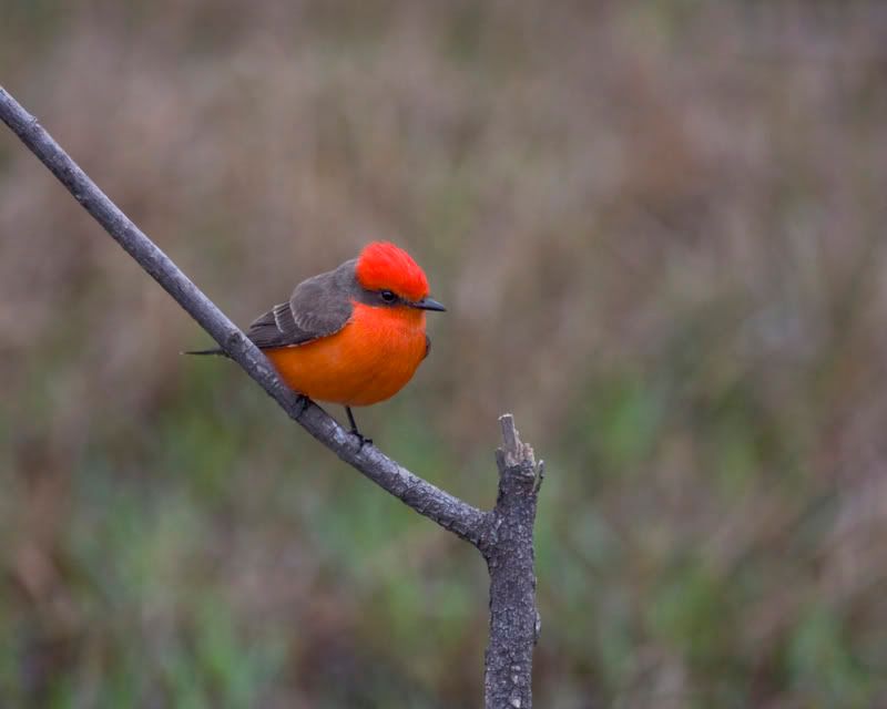 VermilionFlycatcher9FennesseyRanch.jpg