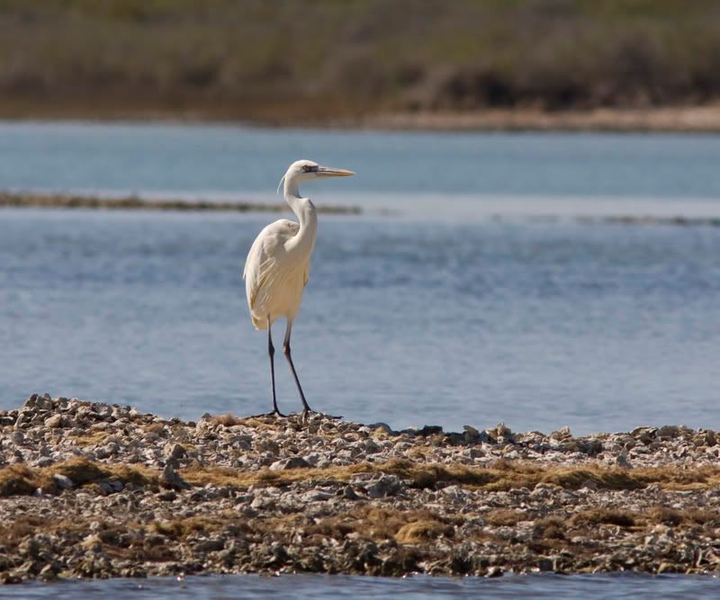 WhiteMorphGreatBlueHeron1.jpg