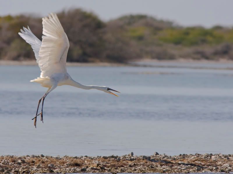 WhiteMorphGreatBlueHeron2.jpg