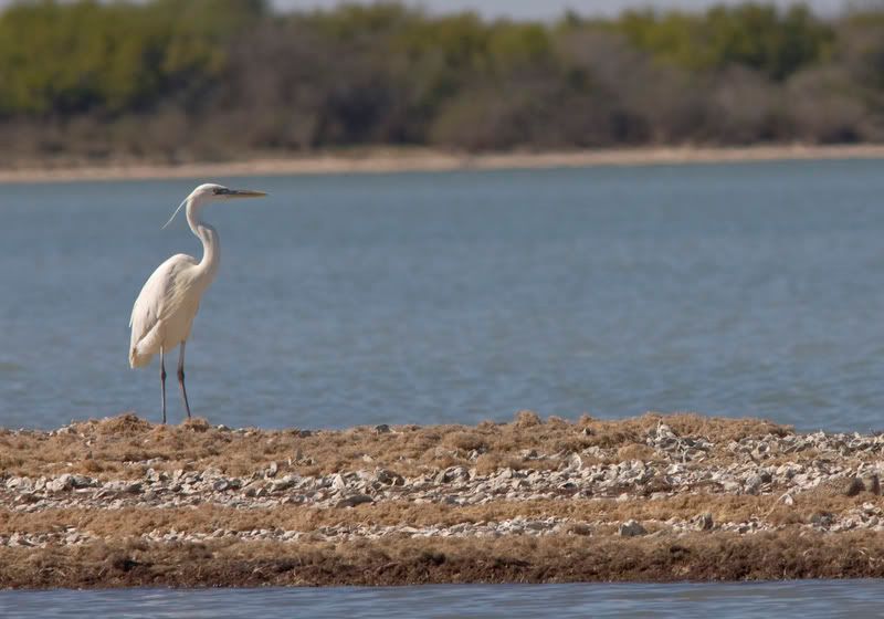 WhiteMorphGreatBlueHeron4.jpg