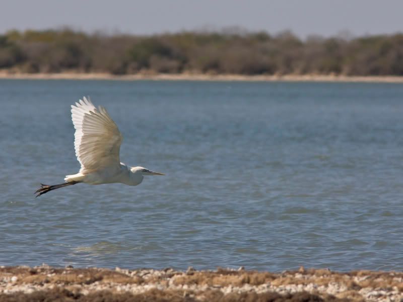 WhiteMorphGreatBlueHeron5.jpg