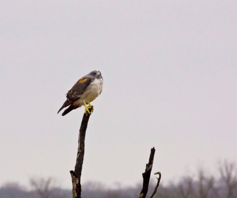 WhiteTailedHawk1.jpg