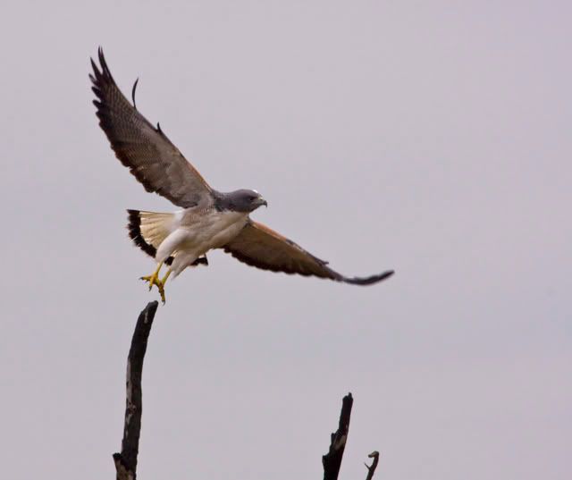 WhiteTailedHawk3.jpg