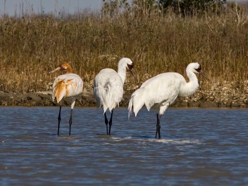 WhoopingCrane2.jpg