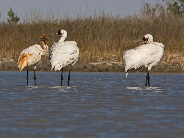 WhoopingCrane3_dodged.jpg