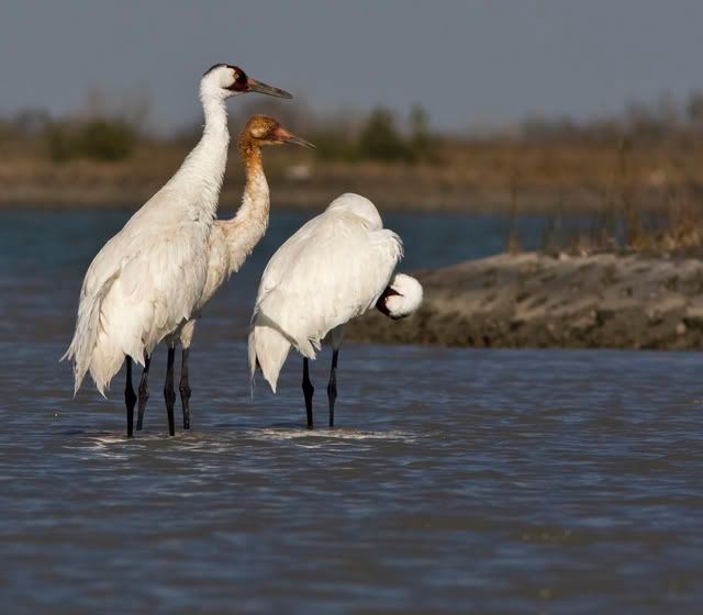 WhoopingCrane4.jpg