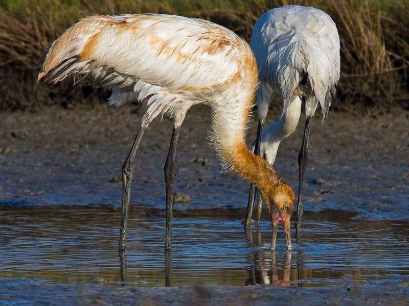 WhoopingCrane7.jpg