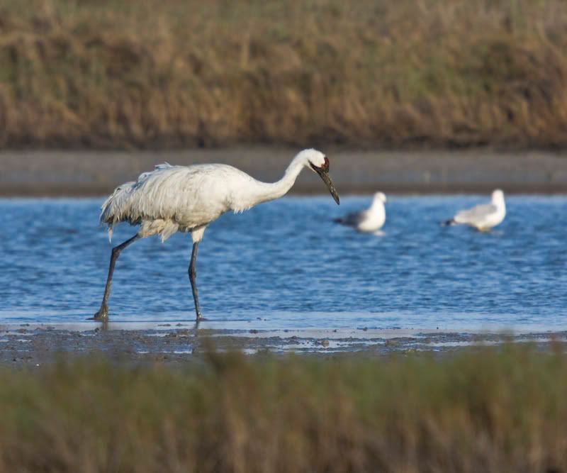 WhoopingCrane8.jpg