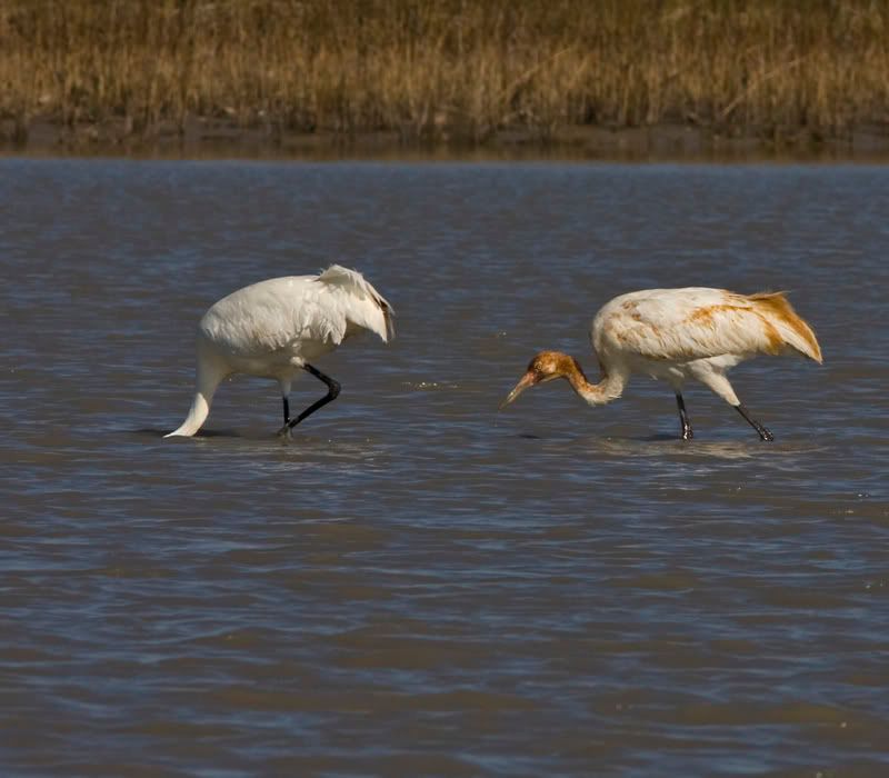 Whoopingcrane13.jpg