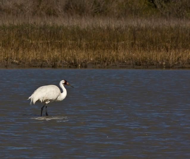 Whoopingcrane14.jpg