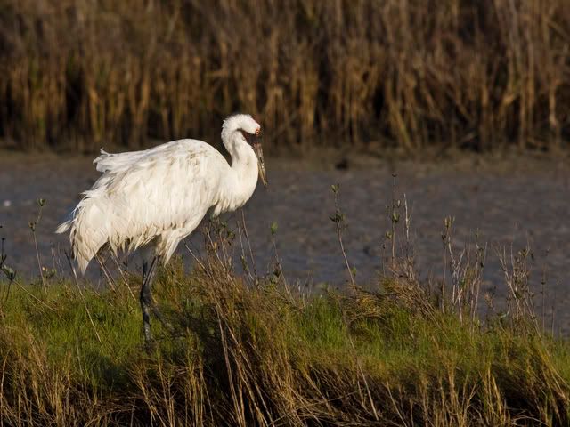 Whoopingcrane15.jpg