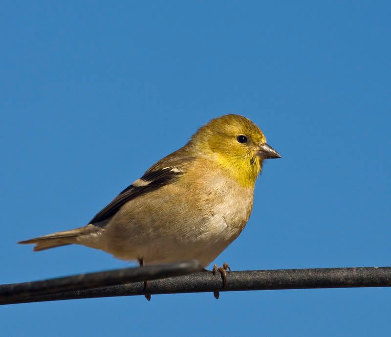 goldfinch2feeder.jpg