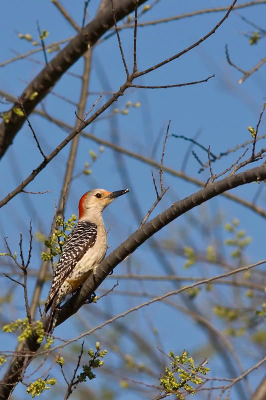 redbelliedwoodpecker2.jpg