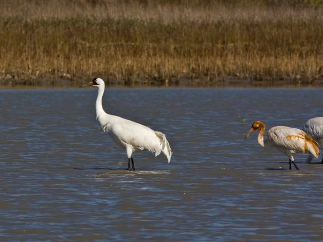 whoopingcrane16_resized.jpg